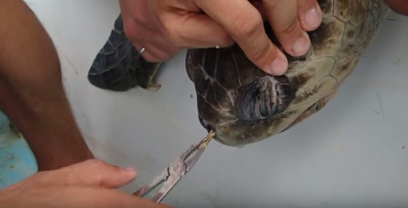 promo-sea-turtle-straw copy